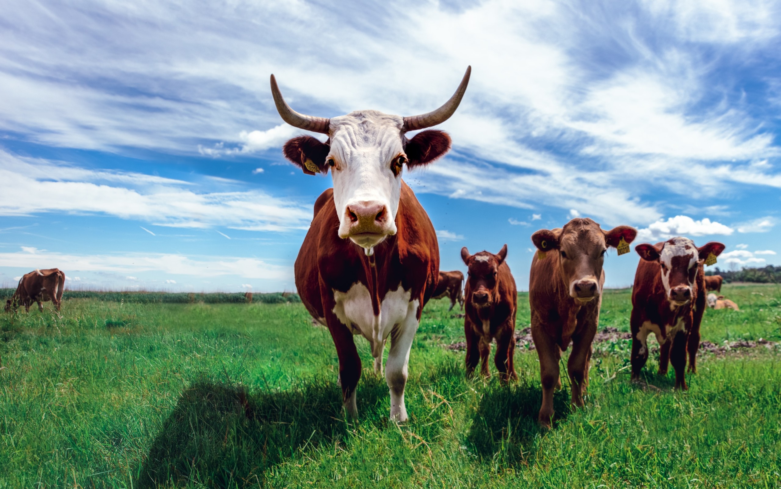 Livestock Management Program