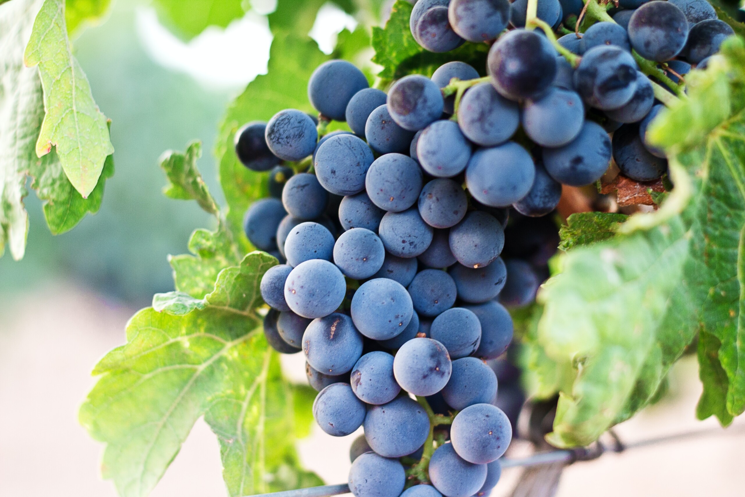 Specialty Crop Program