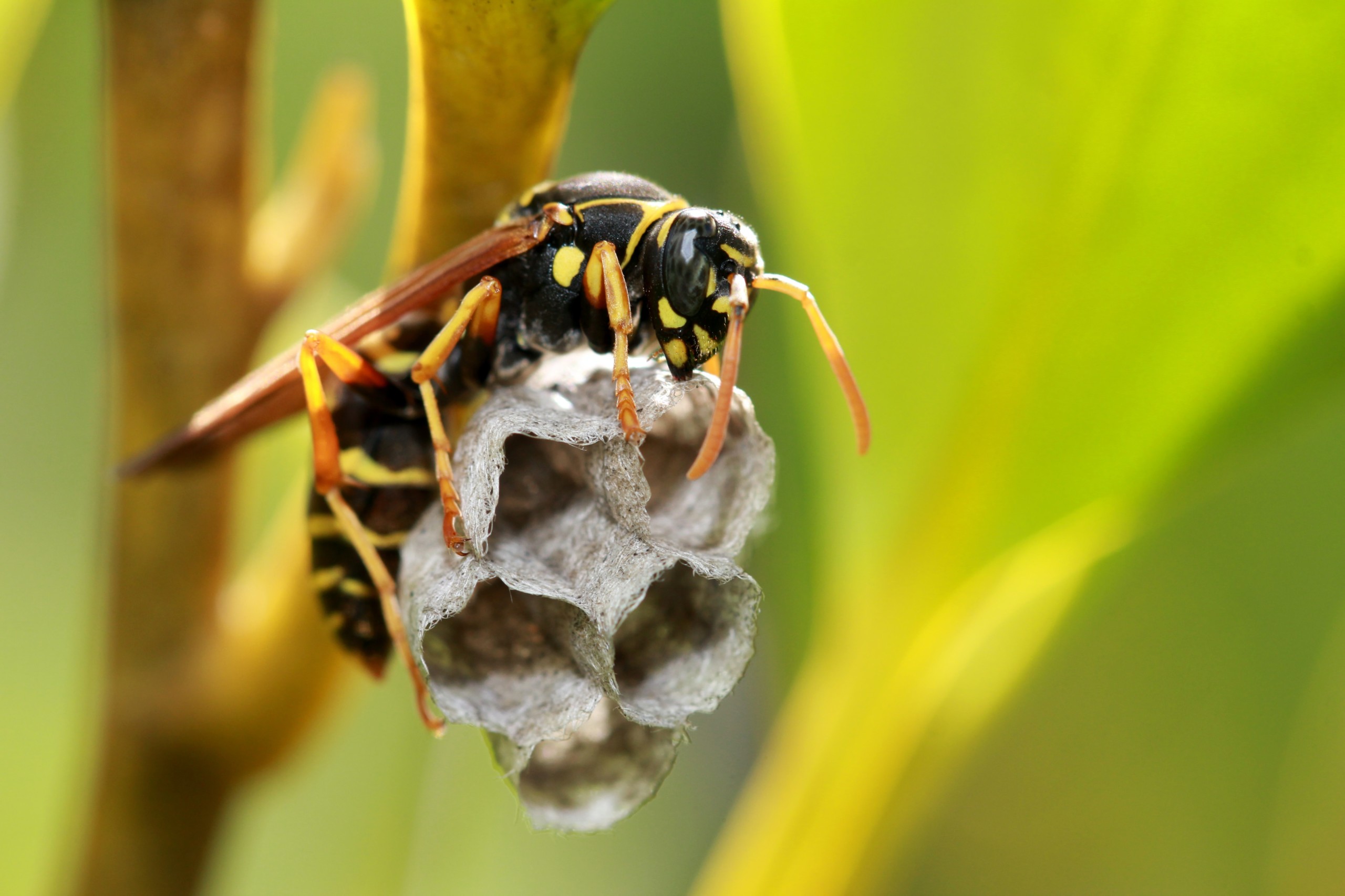 Integrated Pest Management
