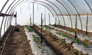 Weather station, soil moisture sensing data loggers, and strawberry plants under high tunnel