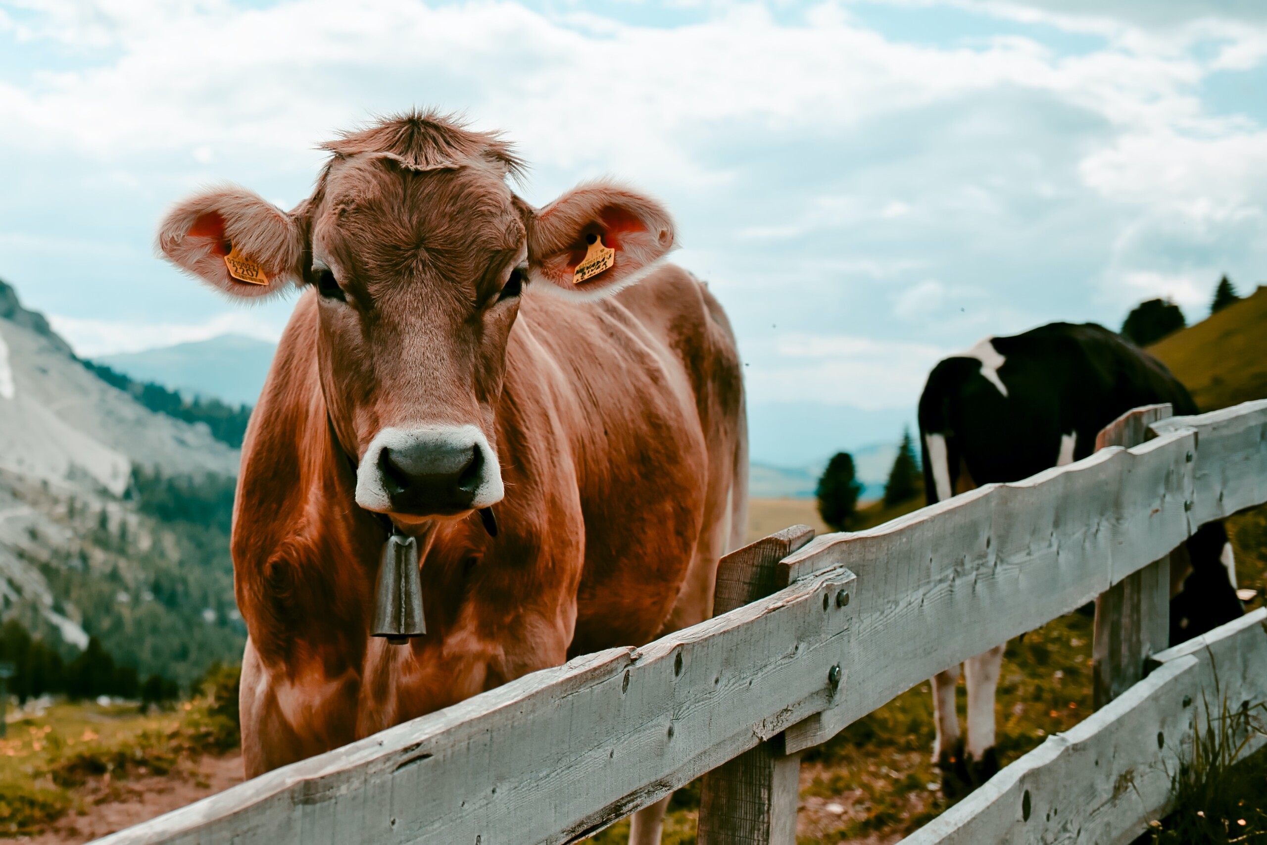 4th Annual Beef Cattle Lunch and Learn Webinar