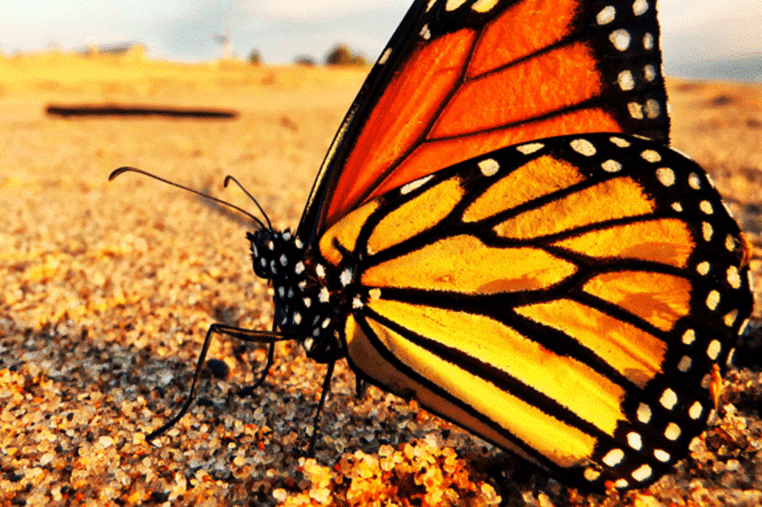 Close up shot of a orange and yellow butterfly
