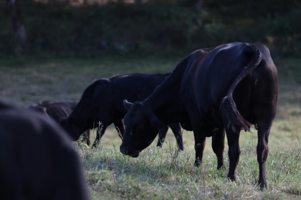 Wharton County Cattle Showmanship Clinic