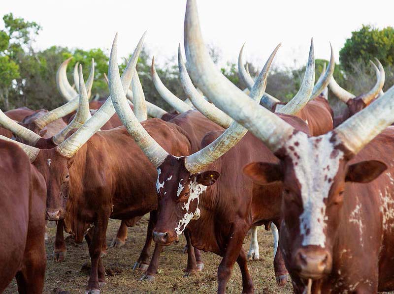 Livestock Management Programs : Beef Cattle Production & Management Virtual Program - College of Agriculture and Human Sciences Livestock Management Programs : Beef Cattle Production & Management Virtual Program - College of Agriculture and Human Sciences