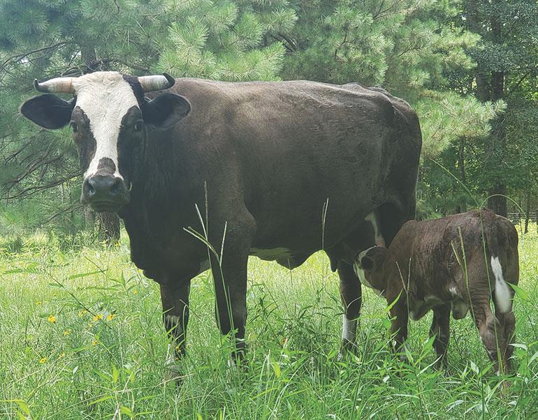 Free Virtual Program: Beef Cattle Production & Management - Weaning Calves  - College of Agriculture and Human Sciences