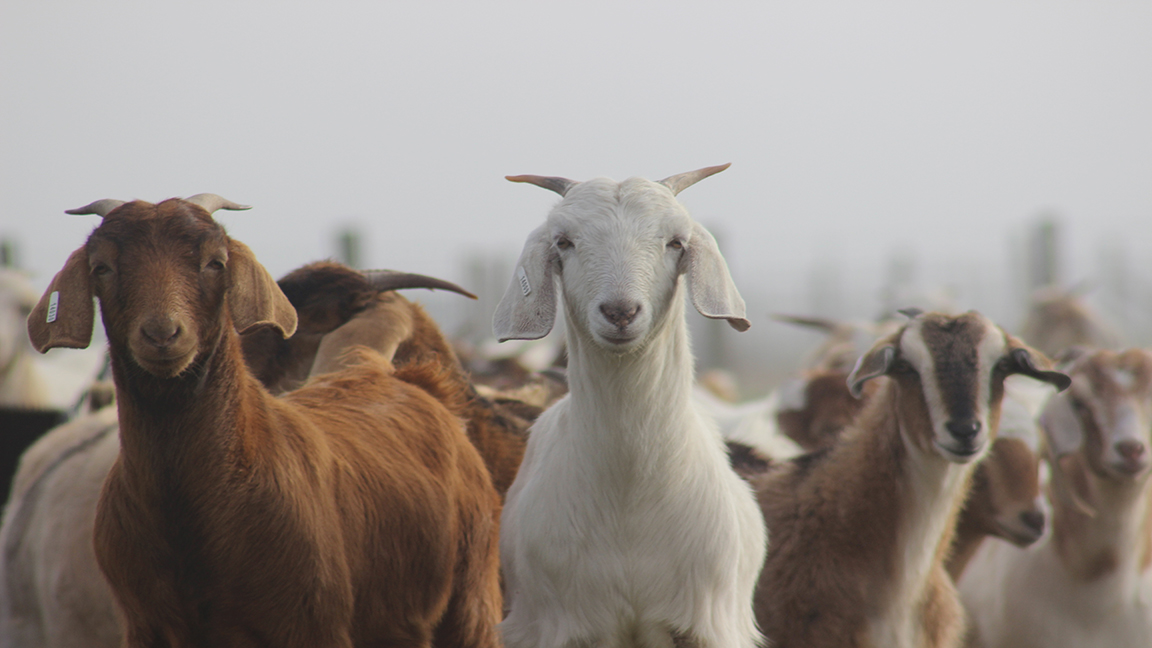 Small Ruminant Program - College of Agriculture and Human Sciences Small Ruminant Program - College of Agriculture and Human Sciences