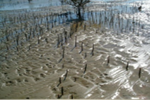 Samples of Ecological studies Related to Remote Sensing and Research in Brackish water