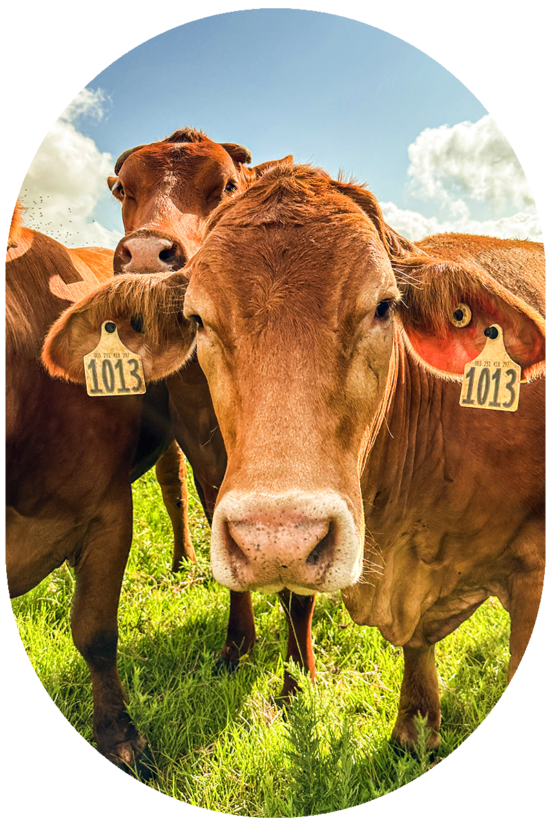 Meat Science Center for Innovation