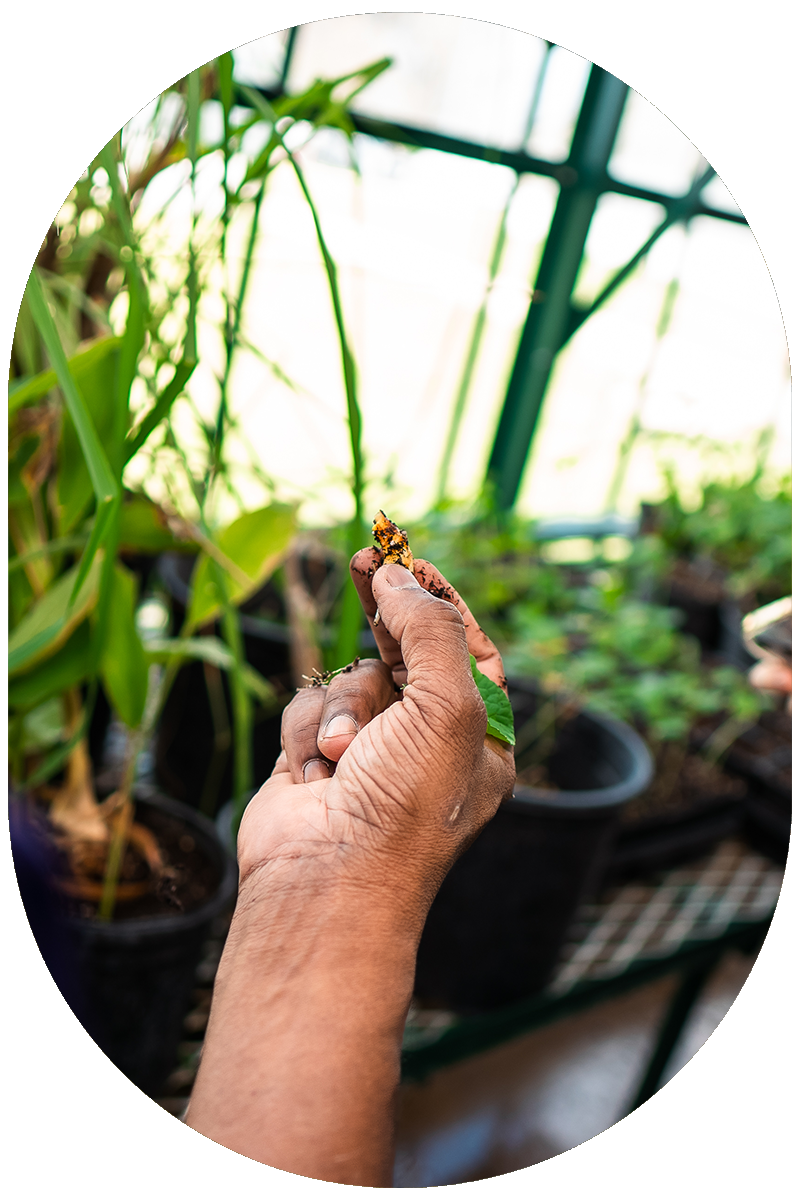 Specialty Greenhouses