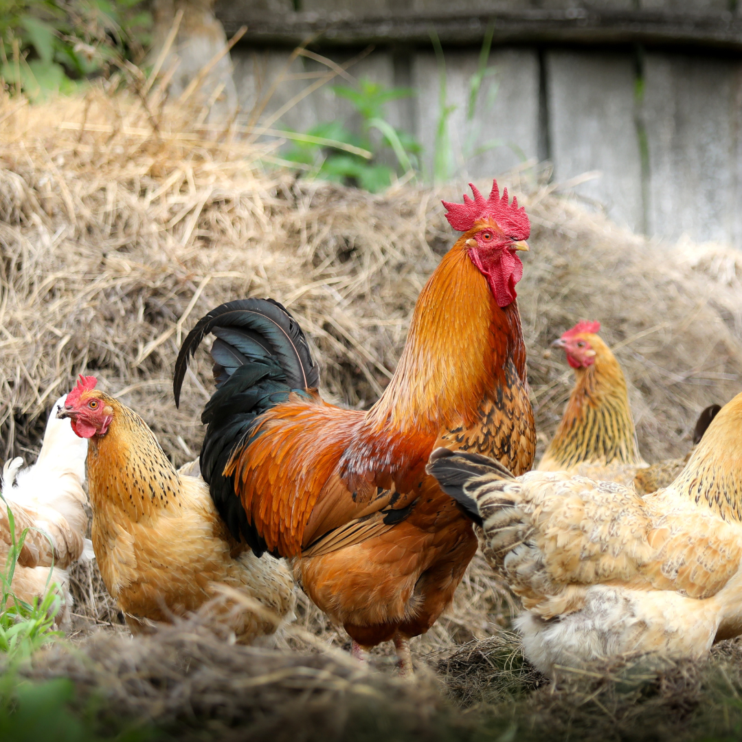 PVAMU’s Lohakare Drives Research Excellence with USDA-Funded Poultry Study
