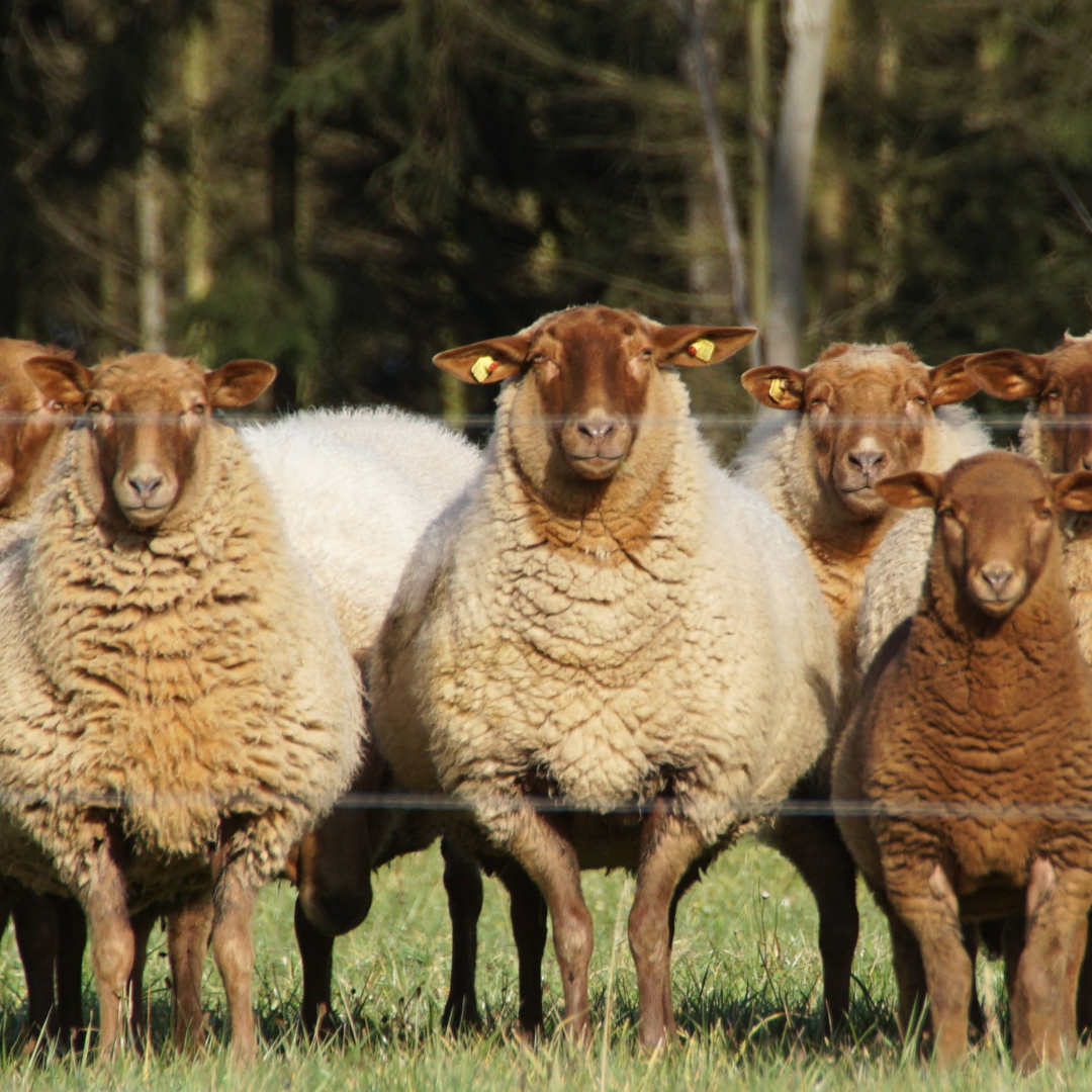 Dr. Estrada-Reyes Is Turning Up the Heat on Stress Physiology Research at PVAMU