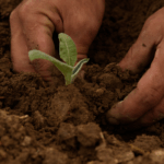 PVAMU’s Kebrom Leads Breakthrough Research on Plant Branching to Improve Crop Yields