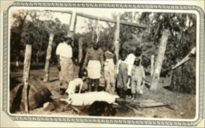 Butchering hogs 1937