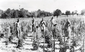 German POWs tend to local crops in Fort Bend County, Texas. (University of North Texas Libraries)