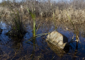 A headstone is seen partially submerged by water in Sweetrest Cemetery, Saturday, Jan. 13, 2018, in the historic Tamina community. The 12-acre cemetery is the resting place for approximately 261 members of the founding Montgomery County community founded by freed slaves near The Woodlands. (Jason Fochtman, Houston Chronicle)