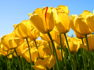 Yellow Tulip Flowers for PVAMU Website Training