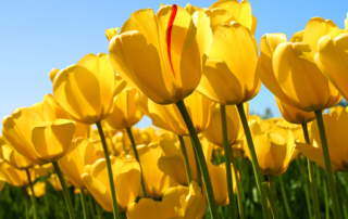 Spring