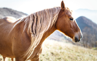 horse on the valley