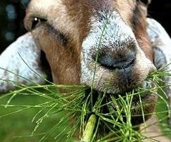 Goat eating grass