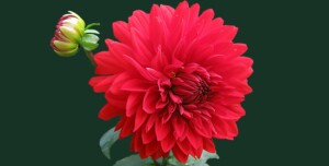 red flower