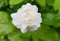 jasmine flower