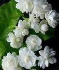 jasmine flower