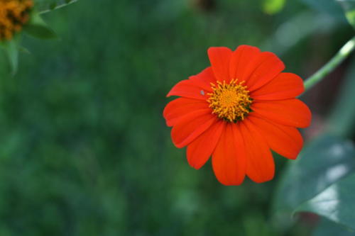 Mexican Sunflower during the summer