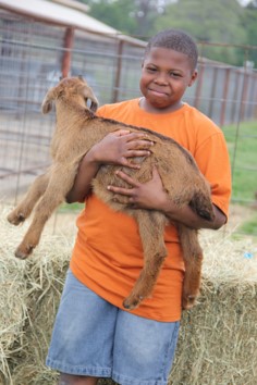 Goat being held