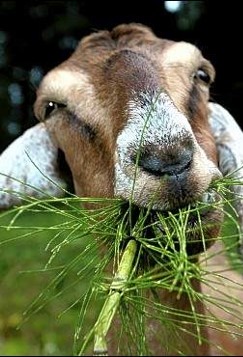 goat eating grass