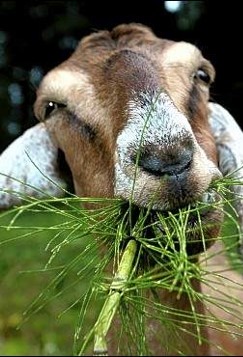 Image of Goat chewing grass
