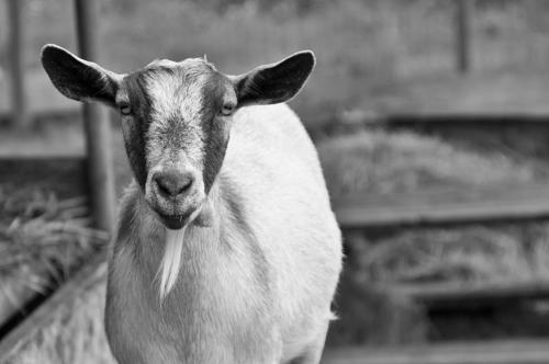 Image of Goats