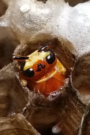 Late Stage Red Wasp Pupae inside comb cell.