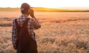 farmer staring across read-to-harvest wheat field at sunset