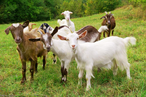 Picture of Goats [Alt Text for Ref.]