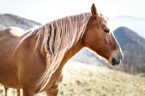 A brown horse.