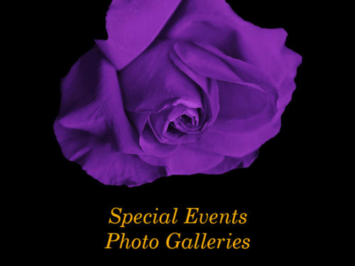 Purple Rose with Gold Text - Special Events Photo Galleries