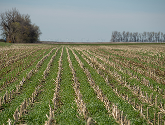 Cover Crops
