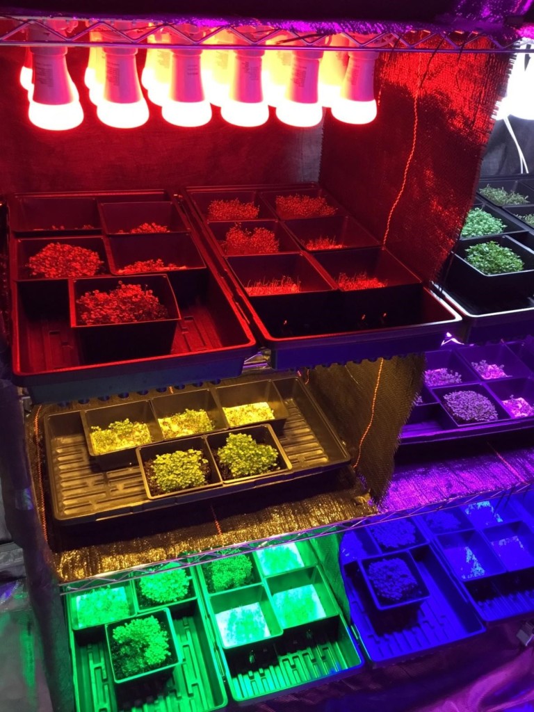 Specialty microgreens growing under various LED lights.