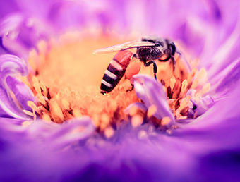Pollinator