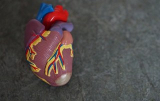 heart model 2