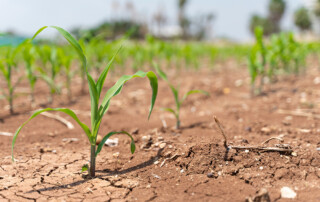 Drought