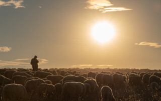 group of sheep under the sun