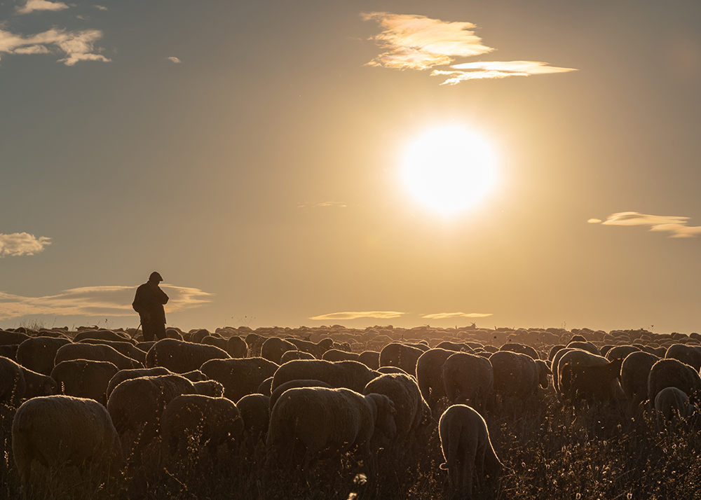 group-of-sheep-under-the-sun group of sheep under the sun